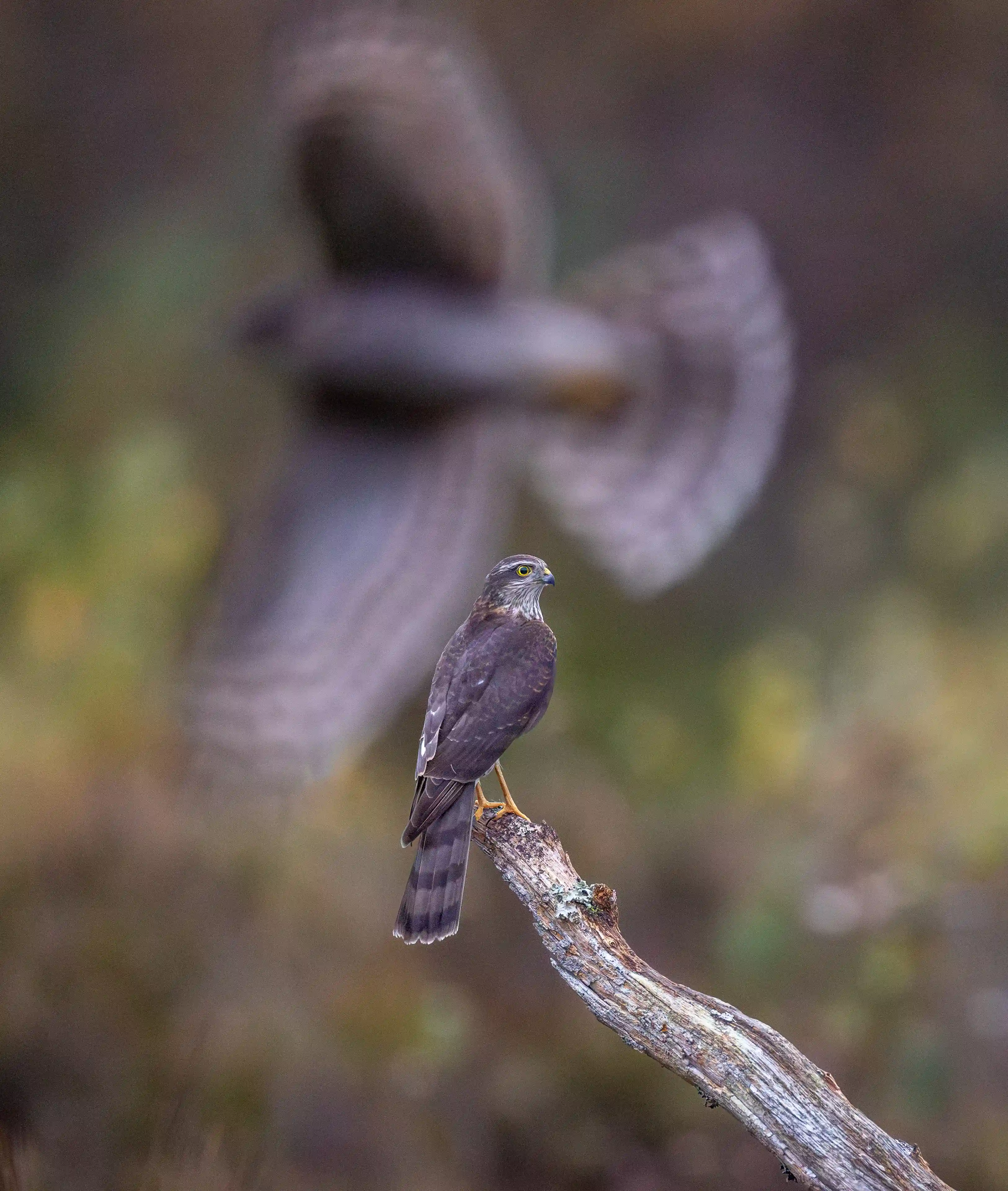 Autumn Norway gallery image 14